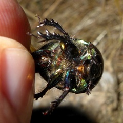Sericotrupes niger