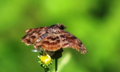 Ebrietas anacreon