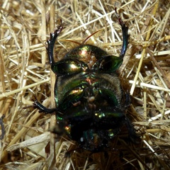 Sericotrupes niger