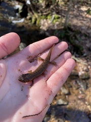 Desmognathus amphileucus