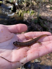 Desmognathus amphileucus