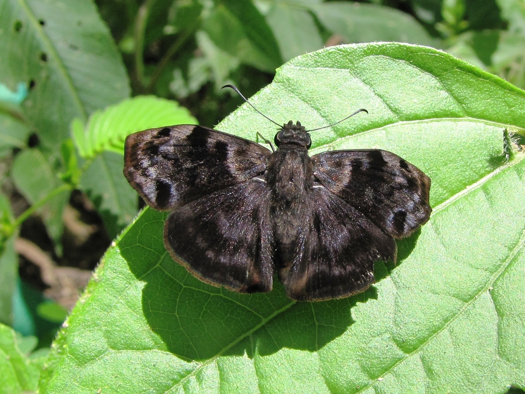 Ebrietas evanidus