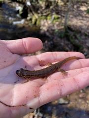 Desmognathus amphileucus