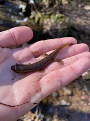 Desmognathus amphileucus