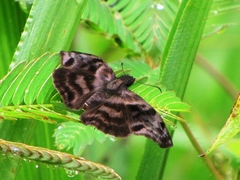 Ebrietas evanidus