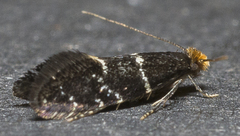 Eudarcia eunitariaeella