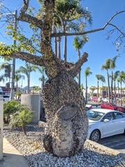 Ceiba insignis