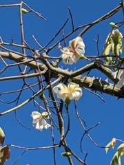 Ceiba insignis