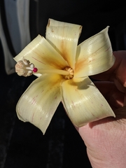 Ceiba insignis