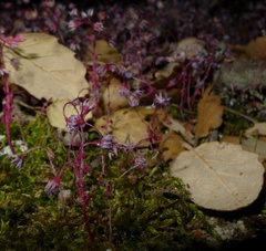 Sedum caeruleum