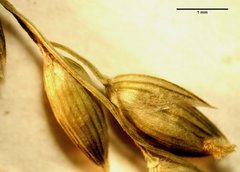 Panicum antidotale