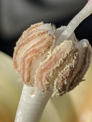 Ceiba insignis