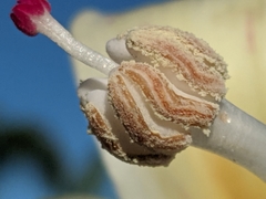 Ceiba insignis