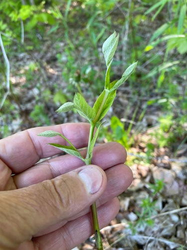 Indianhemp (Apocynum cannabinum)