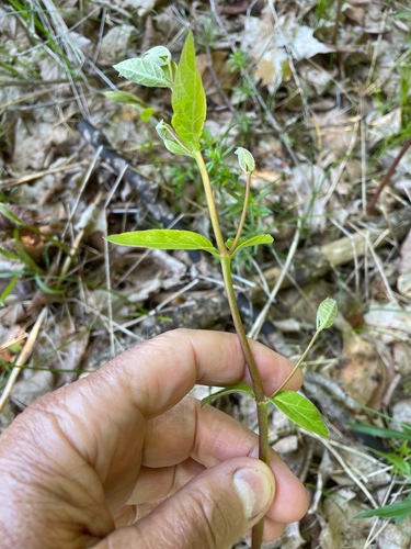 Apocynum cannabinum