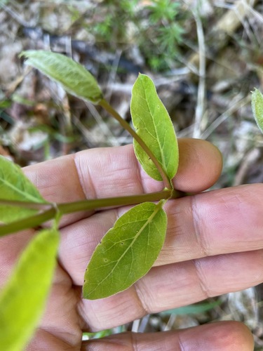 Apocynum cannabinum