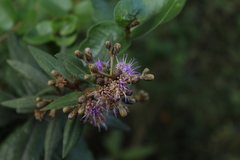 Lepidaploa karstenii