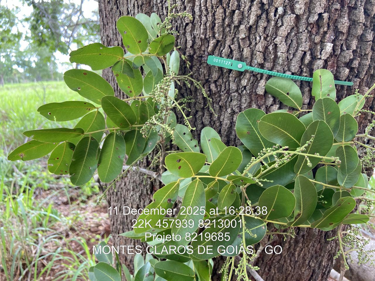 Copaifera langsdorffii