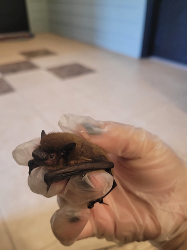 Evening Bat observed by downrightdusty