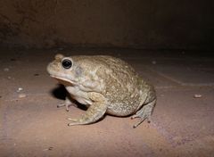 Sclerophrys regularis