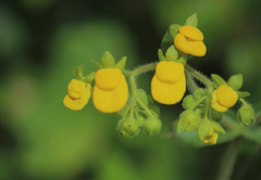 Calceolaria dentata