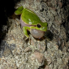 Hyla sarda