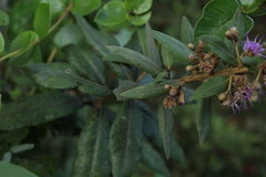 Lepidaploa karstenii