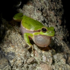 Hyla sarda