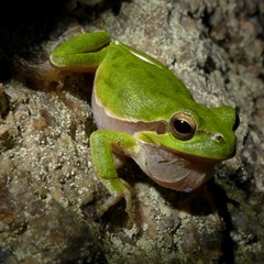 Hyla sarda