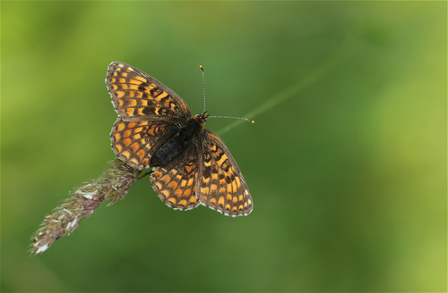 Knapweed Fritillary photo 4
