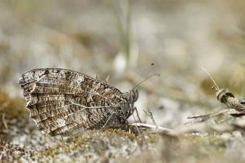 Grayling photo 5