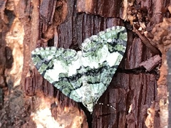 Hydriomena albifasciata