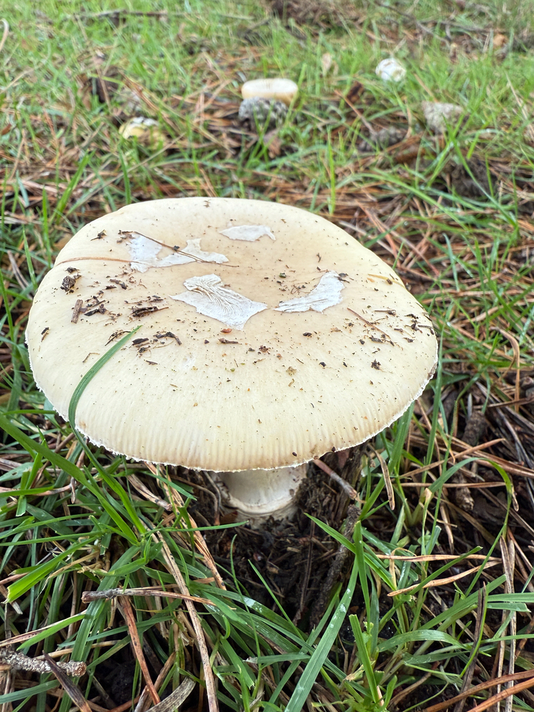Amanita junquillea · December 2025 · photo: © simoncolenutt (iNaturalist, cc-by)