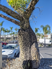 Ceiba insignis