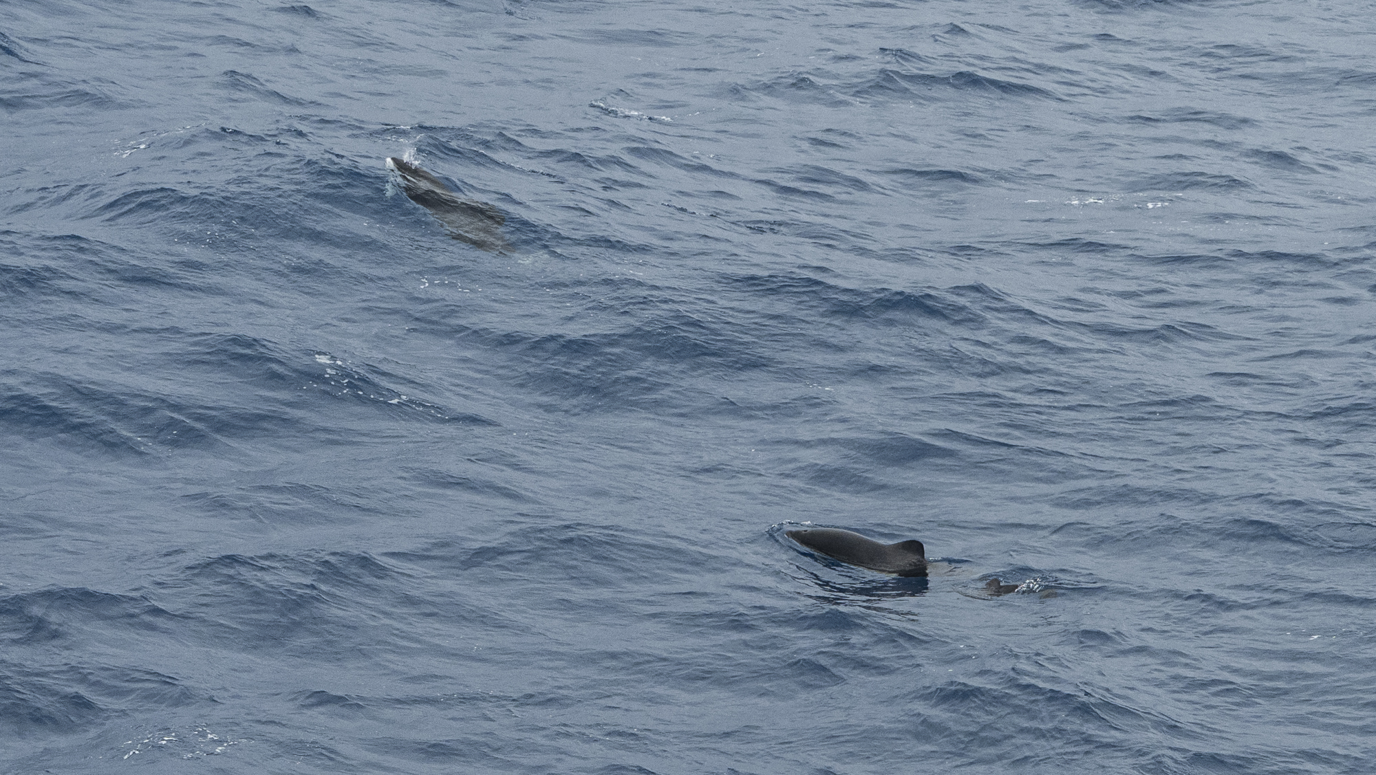 Phocoena dioptrica