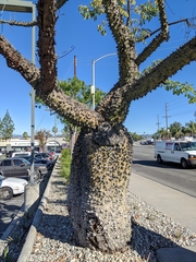Ceiba insignis