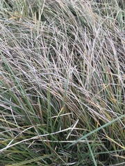 Carex barbarae