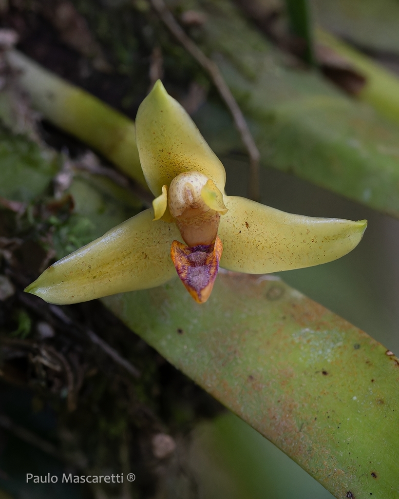 Maxillaria brasiliensis