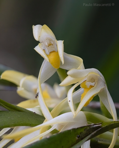 Maxillaria ochroleuca