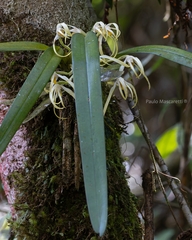 author not stated, no rights reserved Maxillaria ochroleuca, photograph author not stated, no rights reserved