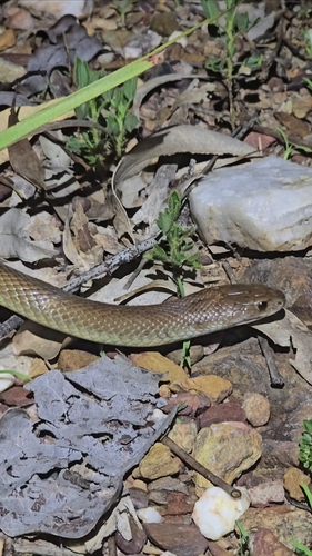 Pygmy Mulga Snake sighting