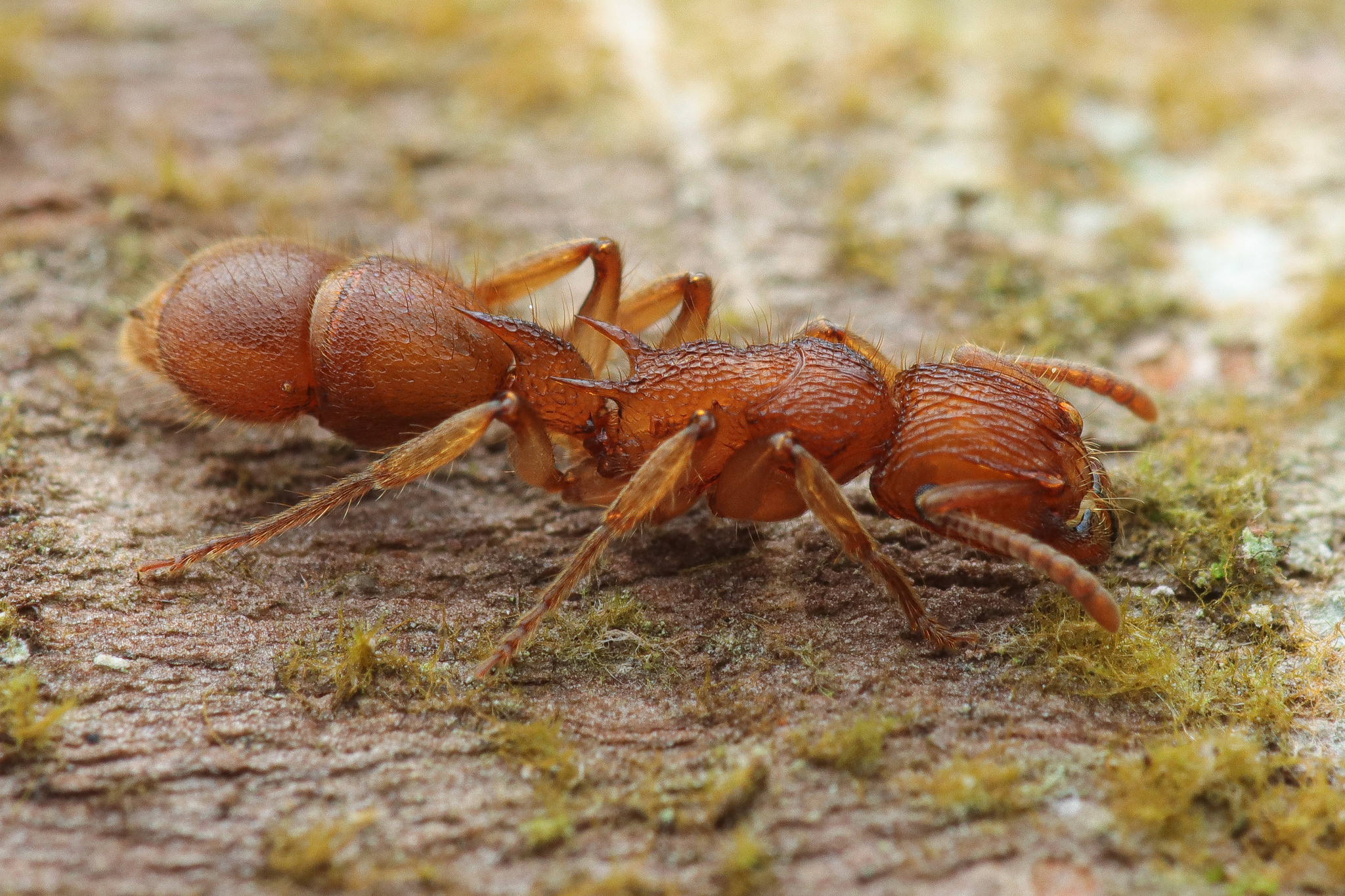 Acanthoponera peruviana