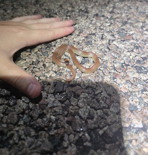 Orange-naped Snake sighting