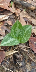 Trillium ludovicianum