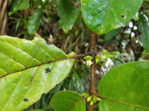 Geniostoma vestitum observed 2025-11-27
