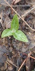 Trillium ludovicianum