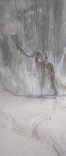 Mopane Snake