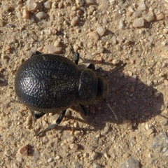 Pimelia payraudi