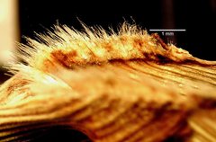 Panicum antidotale