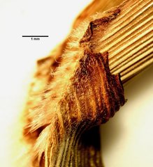 Panicum antidotale